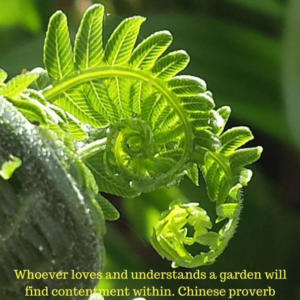 Whoever loves and understands a garden will find contentment within. Chinese proverb